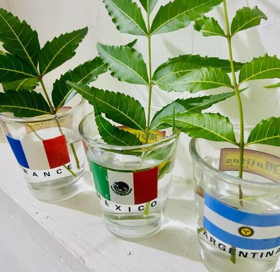 הוסטל Babu Backpackers Inn