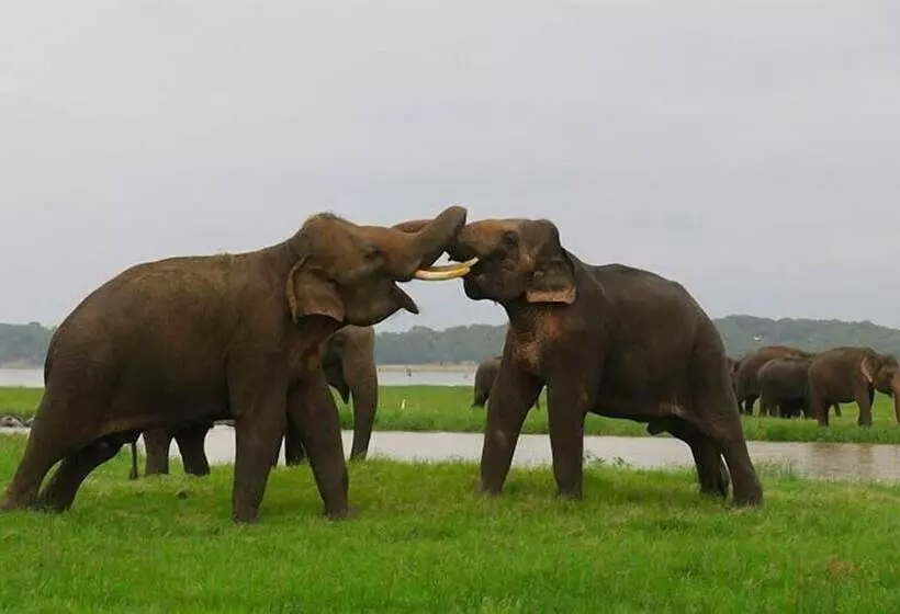 Hotelli Hungry Lion Sigiriya
