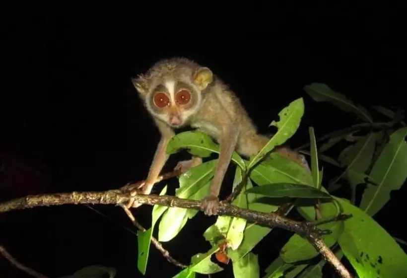 Hotelli Hungry Lion Sigiriya