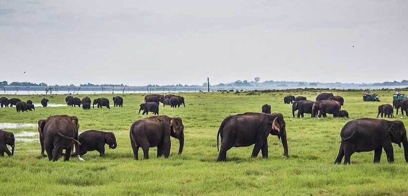 هتل Hungry Lion Sigiriya