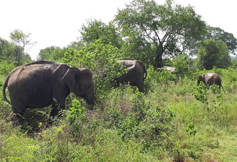 بنسيون King Coconut Lodge