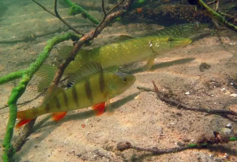 Maaseutuhotelli Agroturystyka U Przyjaciol Soni