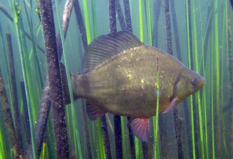 בית מלון כפרי Agroturystyka U Przyjaciol Soni