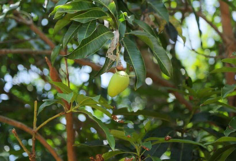Pensão Sigiri Mango Garden Eco Resort