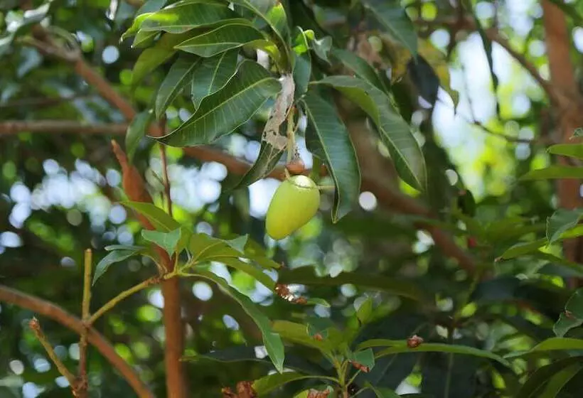 Majatalo Sigiri Mango Garden Eco Resort