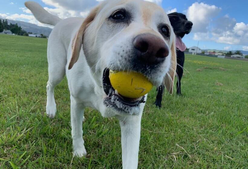 ベッドアンドブレックファースト Milo's Homestay