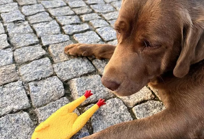 ベッドアンドブレックファースト Casal Da Viúva