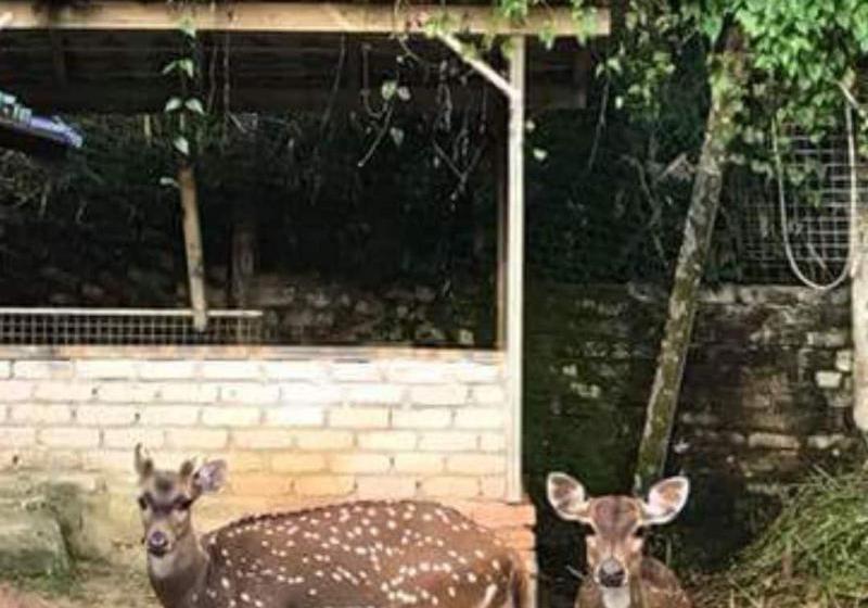 فندق Kampung Janda Baik