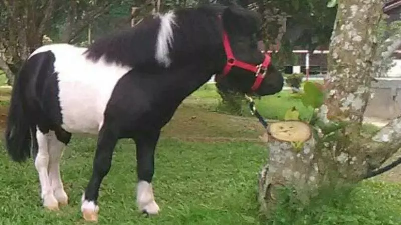 ホテル Kampung Janda Baik