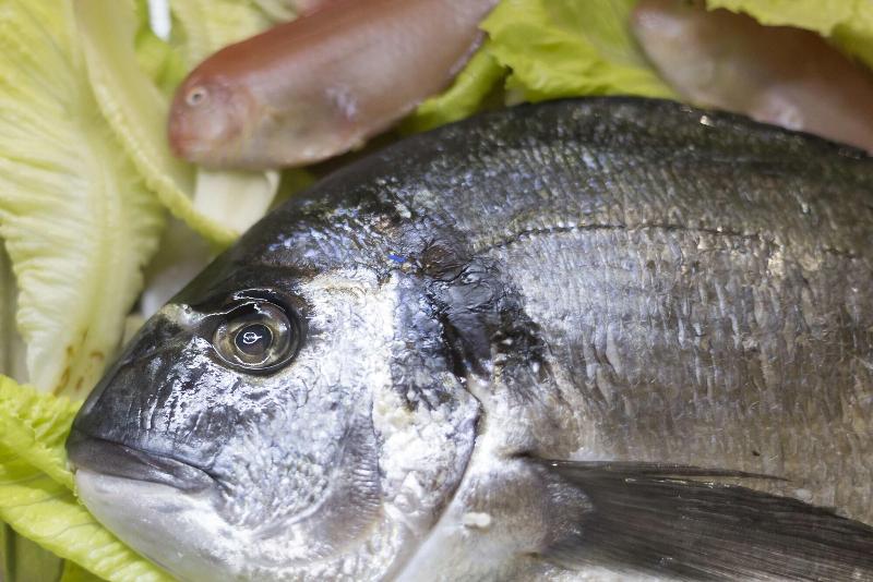 פונדק Calabrisella