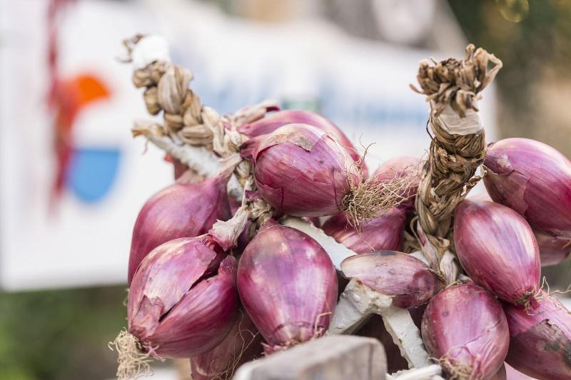 פונדק Calabrisella