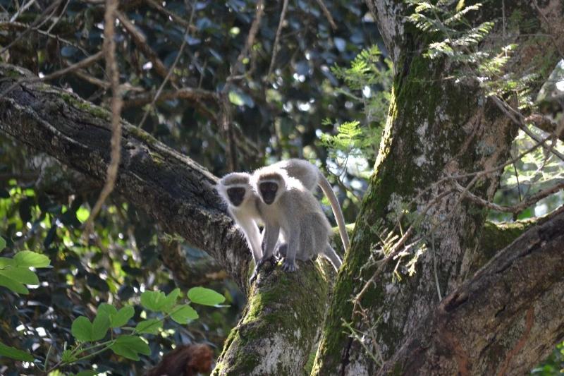 פנסיון Wensleydale Guest Lodge