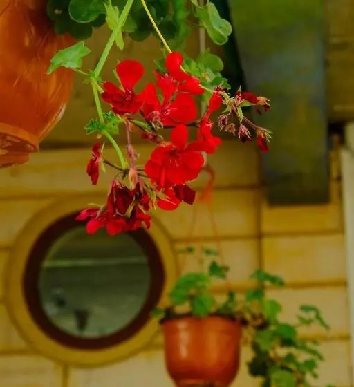 پانسیون Damask Rose, Lebanese Guest House