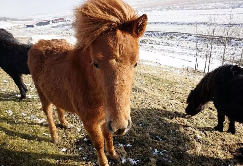 پانسیون Hestheimar