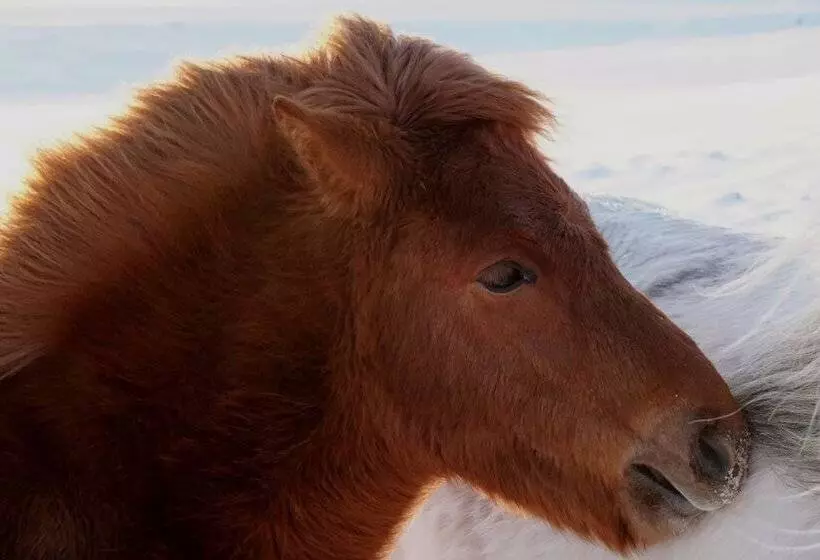 پانسیون Hestheimar