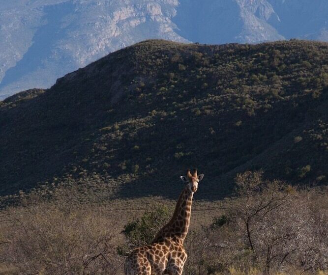 膳宿费 Rooiberg Safaris