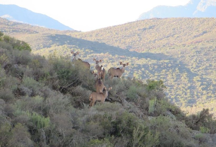 膳宿费 Rooiberg Safaris