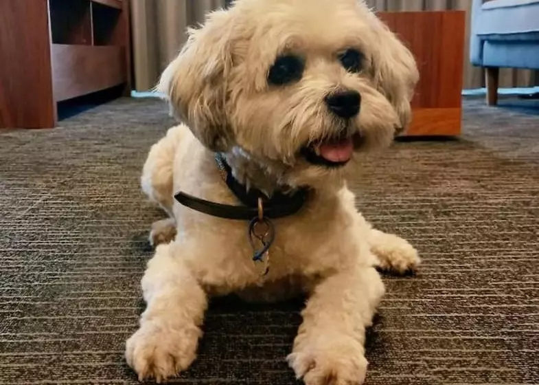 The Palms Apartments