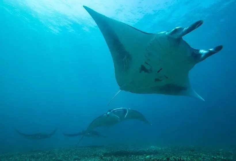 هاستل Dragon Dive Komodo Dive Resort