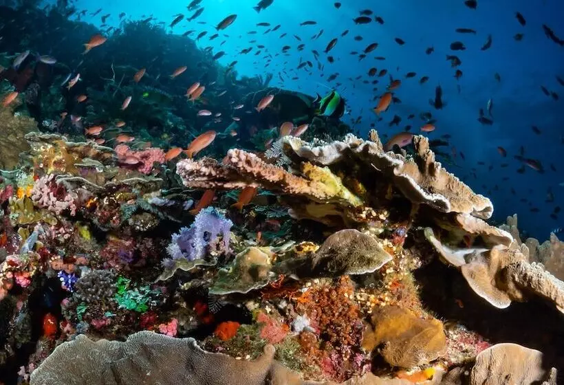 هاستل Dragon Dive Komodo Dive Resort