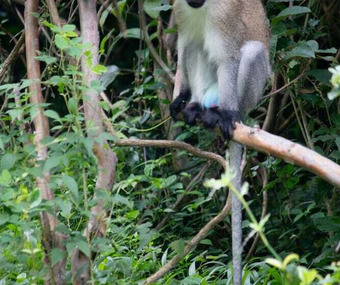 هتل Macheo Ecolodge Camping