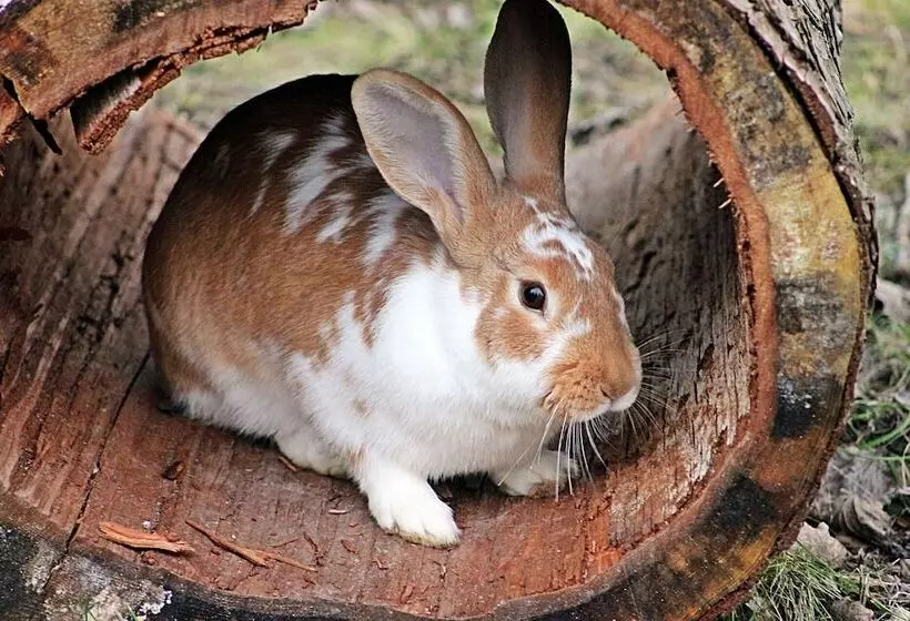 Hallstatt Dachstein Inn
