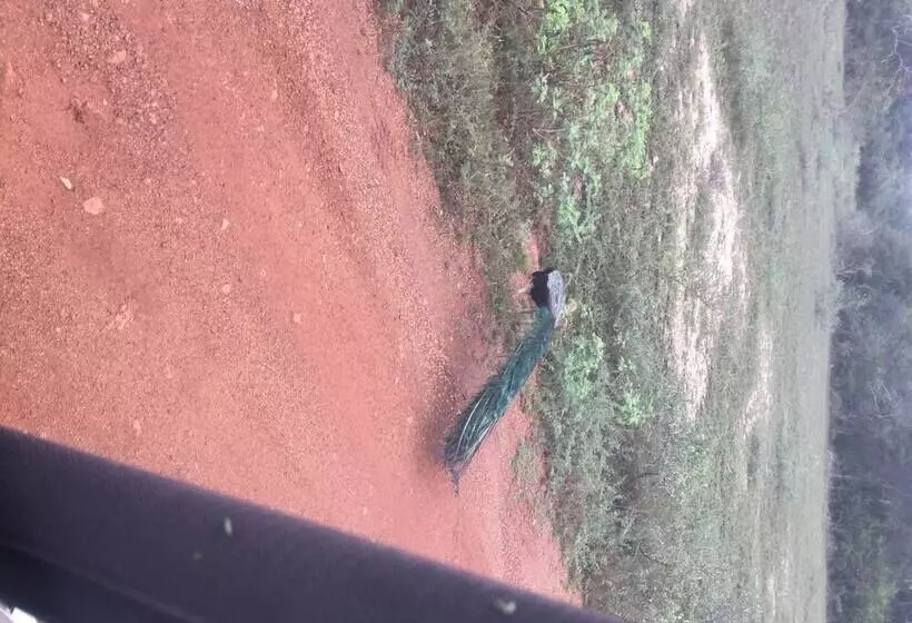 Majatalo Ceylon Wilpattu Safaris & Lodging