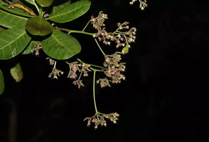 Majatalo Ceylon Wilpattu Safaris & Lodging