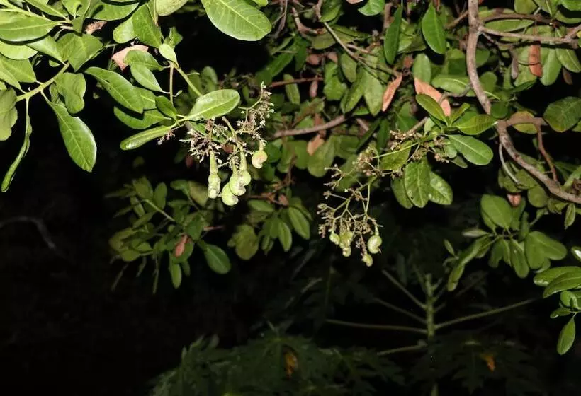 Majatalo Ceylon Wilpattu Safaris & Lodging