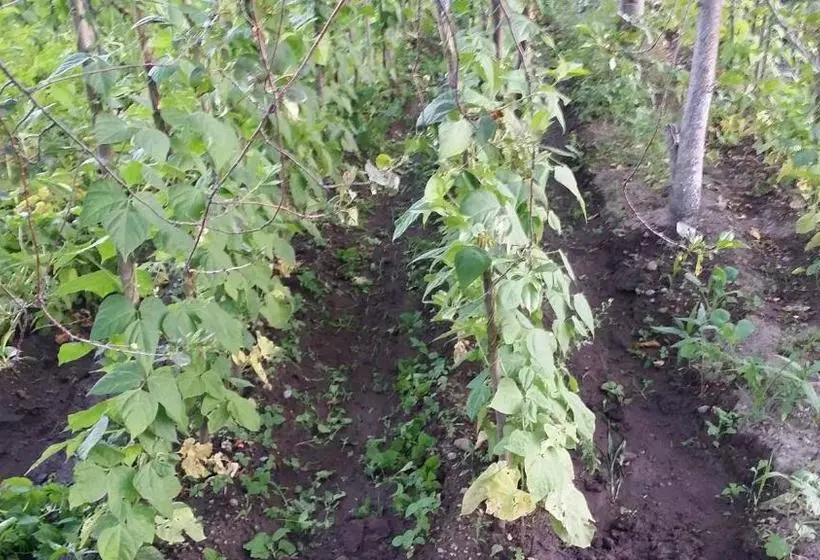 پانسیون Verishen Guest House B&b