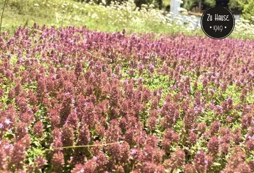 Majatalo Zu Hause 1949