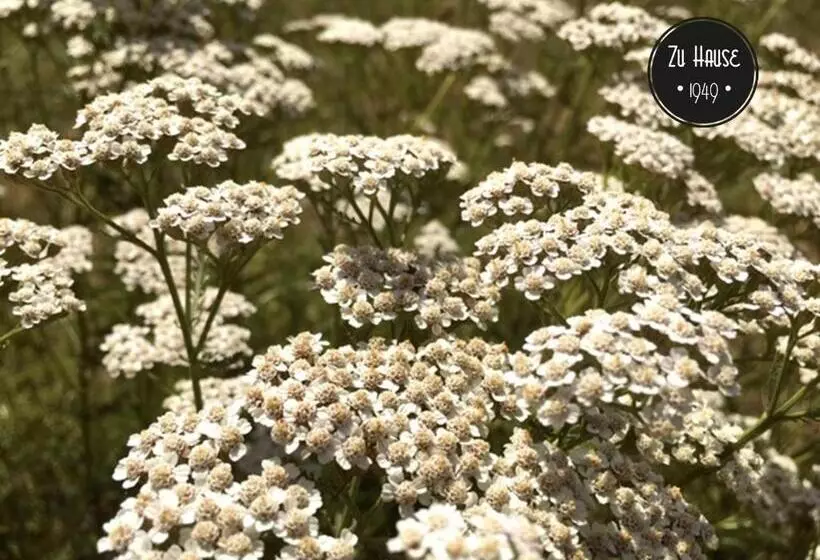 Majatalo Zu Hause 1949