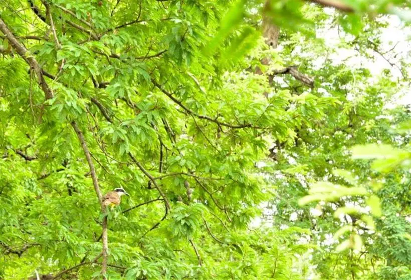 تختخواب و صبحانه Mola Mola Surf Popoyo