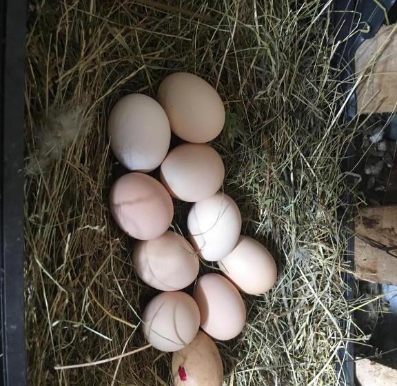 پانسیون Bujtina Ziçi