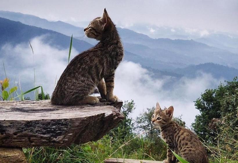 Pension White Heaven Mukteshwar