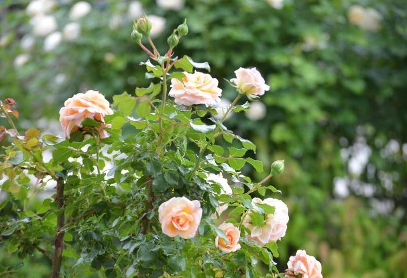 Mystic River Design Hostel