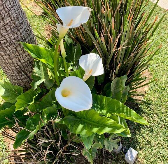 La Jolla Excellence, Exclusive Front Beach!