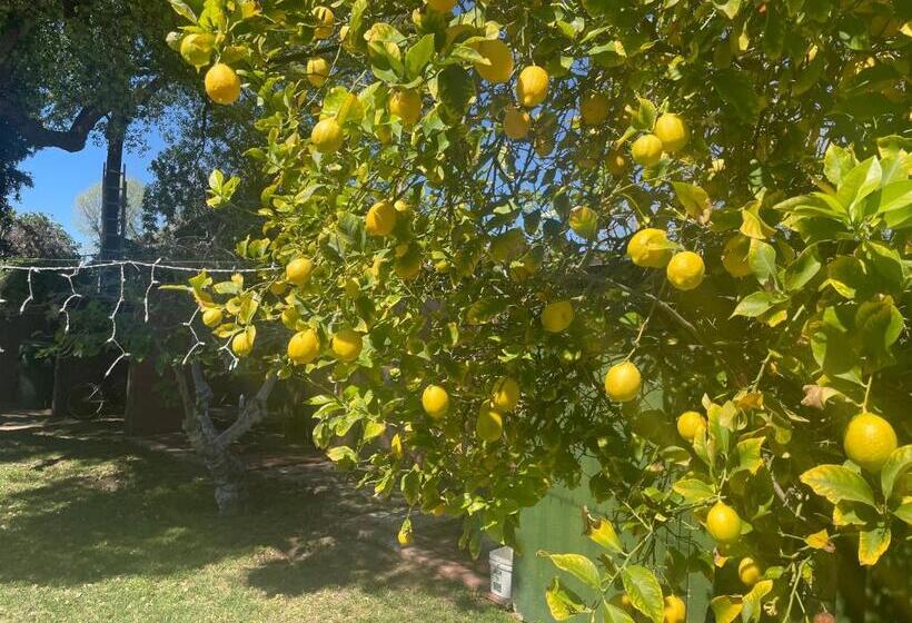 بنسيون The Village