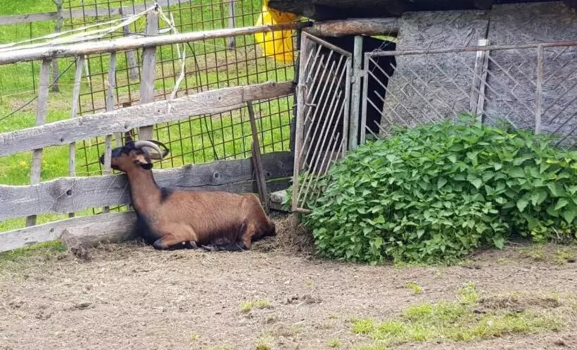 Majatalo Chata Pod čertovicou