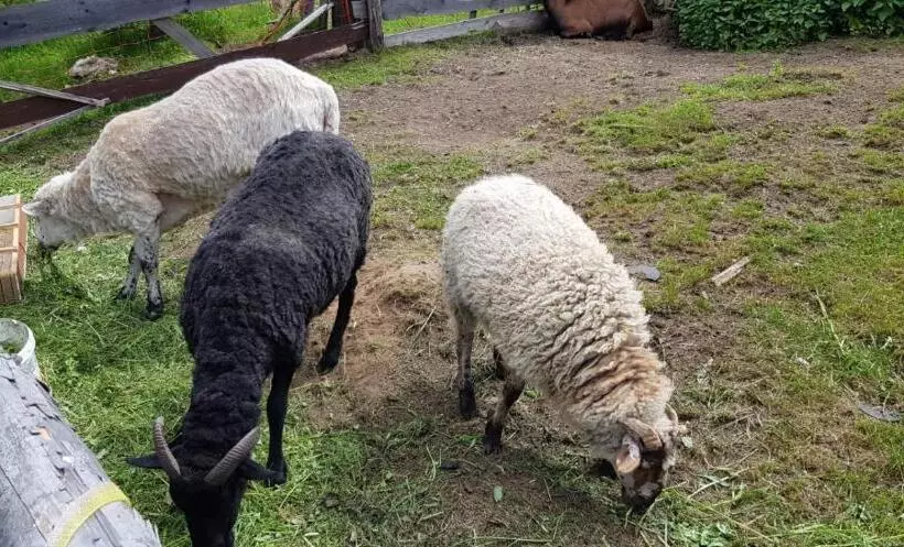 Majatalo Chata Pod čertovicou