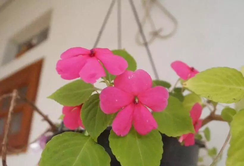 ペンション Pousada Namastê