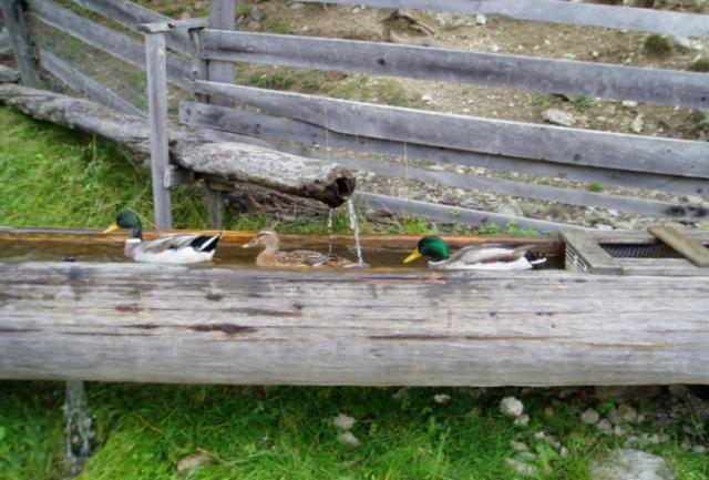 פנסיון Reitlehenalm