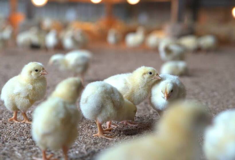 渡假胜地 The Creek Club