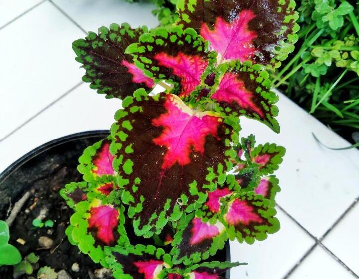 La Social Hostel Y Libros