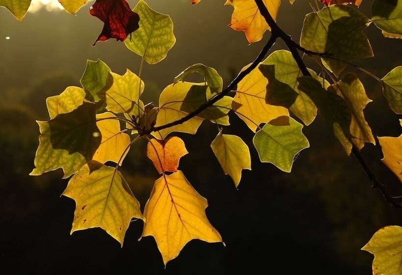 פנסיון Au Pre Des Sources