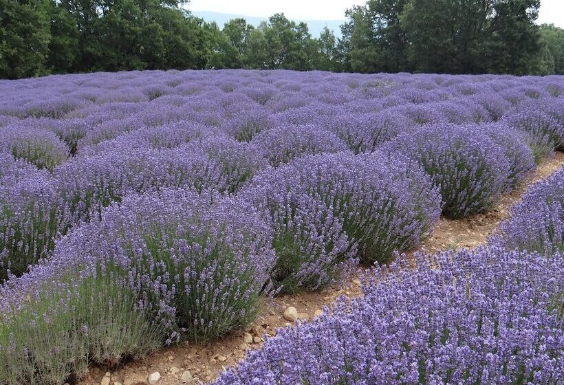 پانسیون Aux Senteurs Jasmin