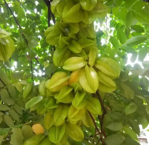 پانسیون Trang An Precious Homestay