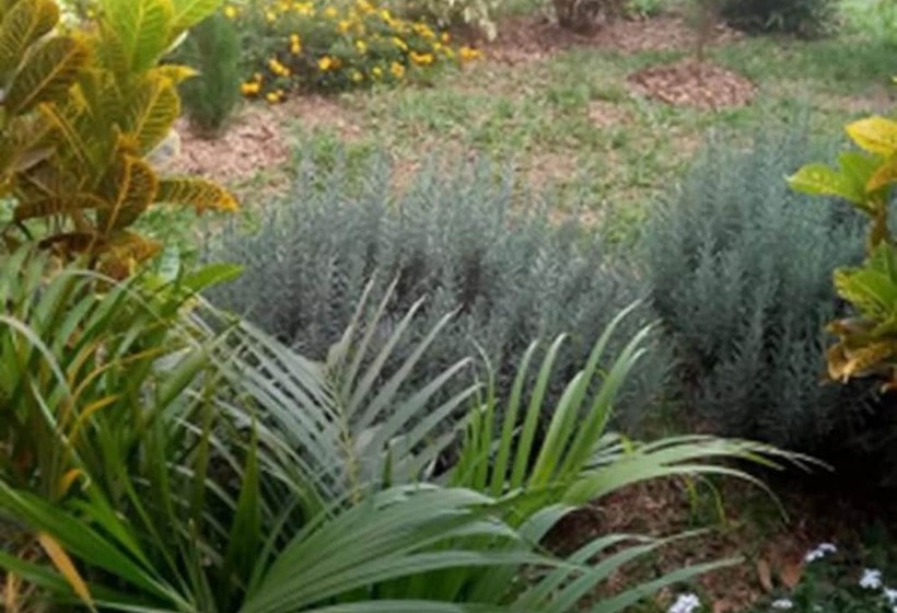 پانسیون Mangalita Lodge