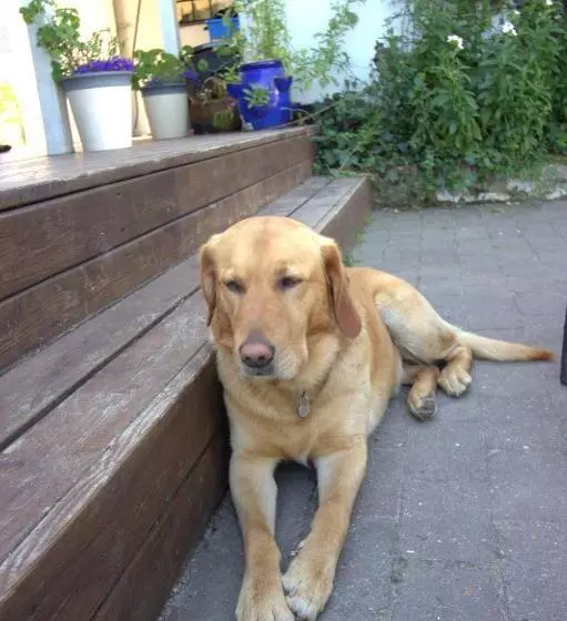 Stutteri Skandihest Apartments