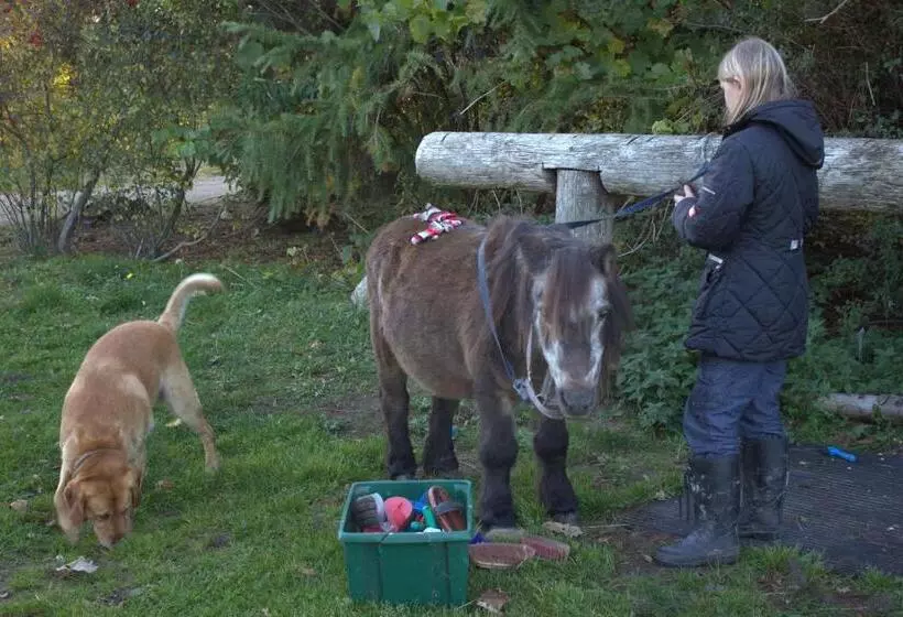 Stutteri Skandihest Apartments